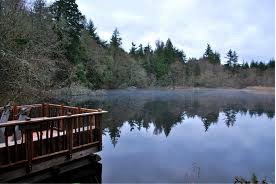 Pond at islandwood.jpg